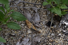 Diabolocatantops pinguis