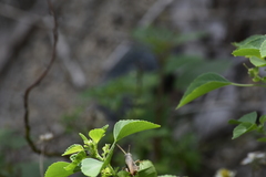 Diabolocatantops pinguis