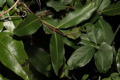 Syzygium ingens