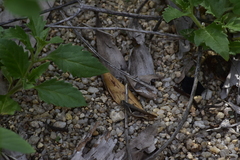 Diabolocatantops pinguis