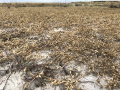 Sporobolus aculeatus