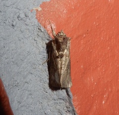Ctenoplusia