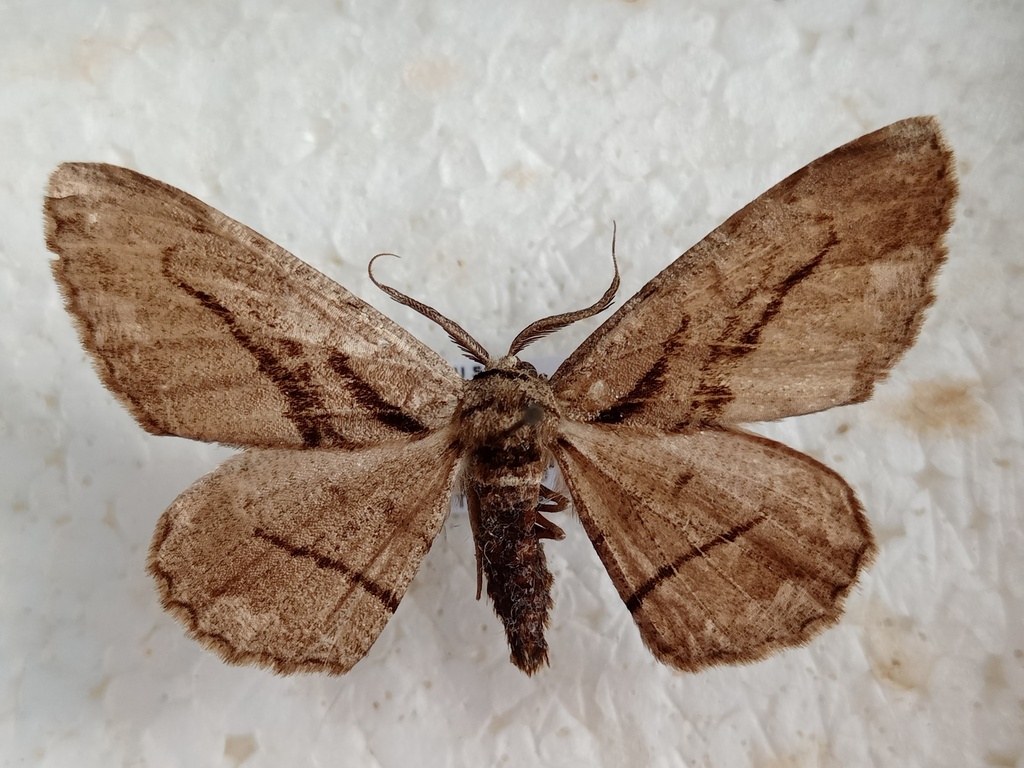 Hypomecis phantomaria