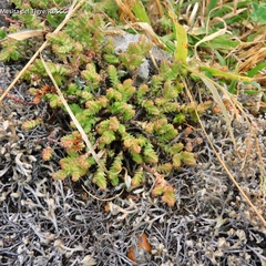 Sedum moranense