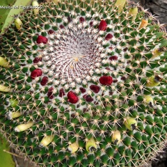 Mammillaria polythele