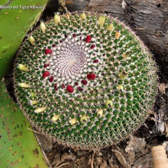Mammillaria polythele