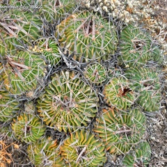 Echinofossulocactus lamellosus