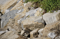 Motacilla cinerea cinerea