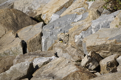 Motacilla cinerea cinerea