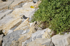 Motacilla cinerea cinerea