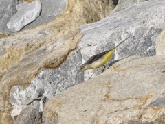 Motacilla cinerea cinerea