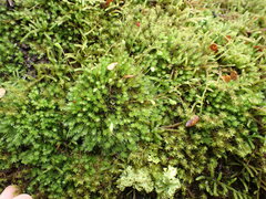 Leptostomum inclinans