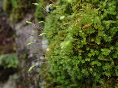 Leptostomum inclinans