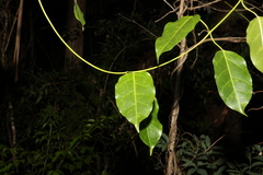 Leichhardtia rostrata