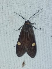 Aclytia