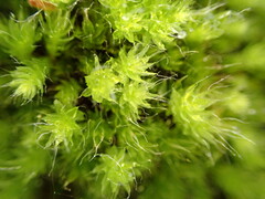 Leptostomum inclinans