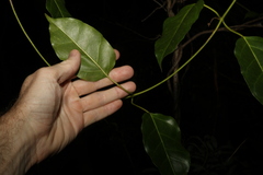 Leichhardtia rostrata