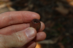 Eucalyptus planchoniana