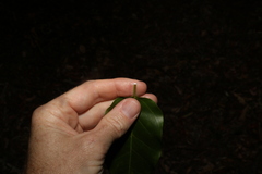 Leichhardtia rostrata