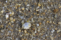 Matuta victor