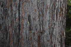 Eucalyptus planchoniana