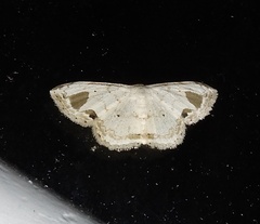 Scopula pedilata