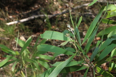 Hakea benthamii