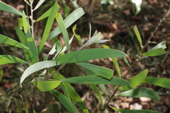 Hakea benthamii