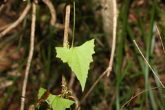 Zehneria cunninghamii