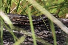 Pseudemoia entrecasteauxii