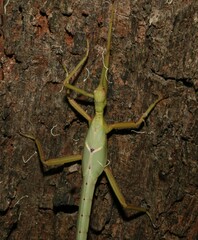 Podacanthus viridiroseus