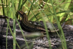 Pseudemoia entrecasteauxii