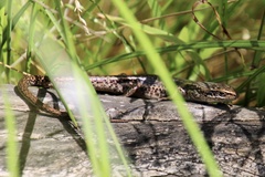 Pseudemoia entrecasteauxii