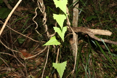 Zehneria cunninghamii