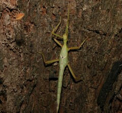 Podacanthus viridiroseus