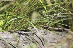 Pseudemoia entrecasteauxii