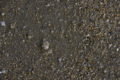 Tellinoidea