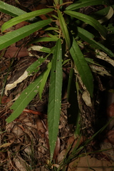 Astrotricha longifolia