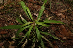 Astrotricha longifolia