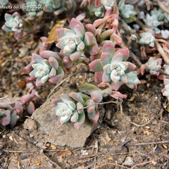 Sedum pacense