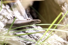 Pseudemoia entrecasteauxii