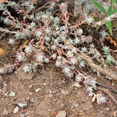 Sedum pacense