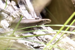 Pseudemoia entrecasteauxii