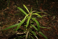 Astrotricha longifolia