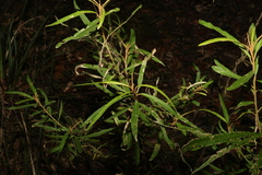 Astrotricha longifolia