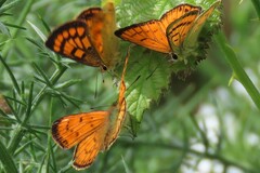 Lycaena edna