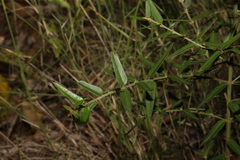 Podolobium aciculiferum