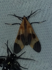 Dycladia