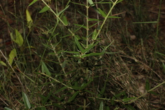 Podolobium aciculiferum