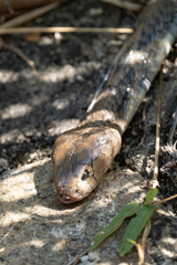 Naja atra